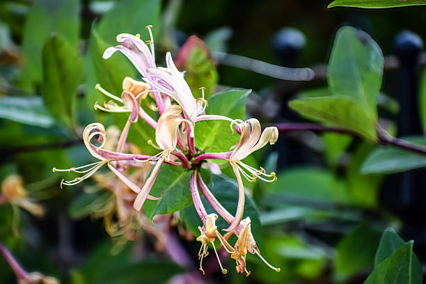 Honeysuckle Flowers