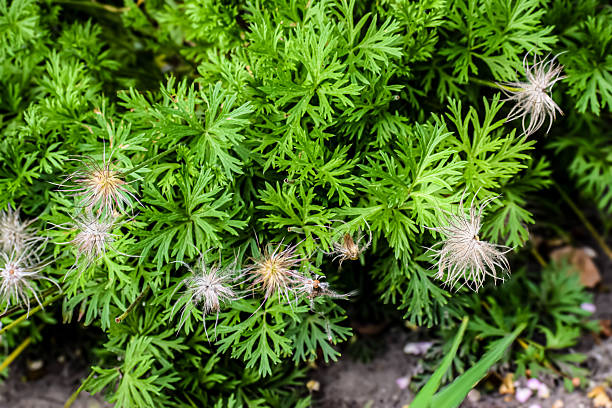Close-up view of feathery seed pods on a green leafy pasqueflower plant, showcasing intricate natural textures and soft colors