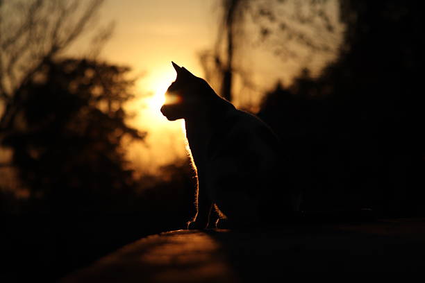 istock Animal silhouettes 2254271222