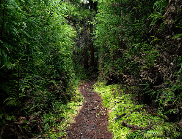 istock Green forest trail, Azores 2254271247