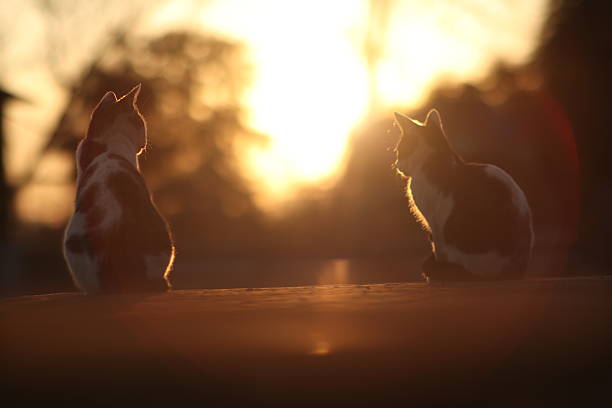 Cats in silhouette. Felines with sun flare at sunset.