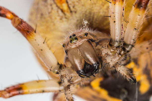 istock cross spider. close-up. insect portrait on light background 2254271524