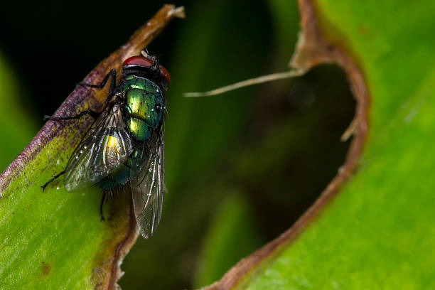 istock fly on a leaf in a forest background. macro landscape in nature 2254271701