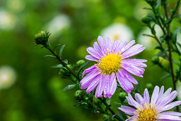 Chrysanthemum purple, garden with raindrops or dew. on a blurred background with bokeh. macro flower photo. screensaver. free space. close-up. Chrysanthemum. garden.
