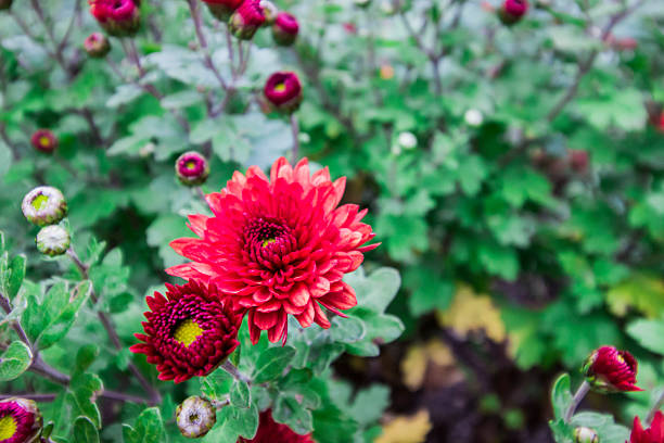 red Korean chrysanthemum close-up. on a blurred background. a beautiful flower in a home garden. Chrysanthemum. koreanum. Red Wendy.