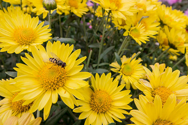Chrysanthemum blossoms in autumn