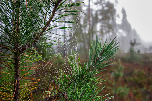 empty web against the background of the forest. colorful macro photography of wildlife. screensaver. space for text. empty space. bokeh.