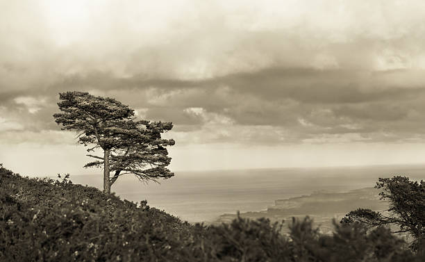 Panorama of Costa Verde and a single pine tree in northern Spain, taken from Mirador del Fito, sepia toned, monochrome, horizontal