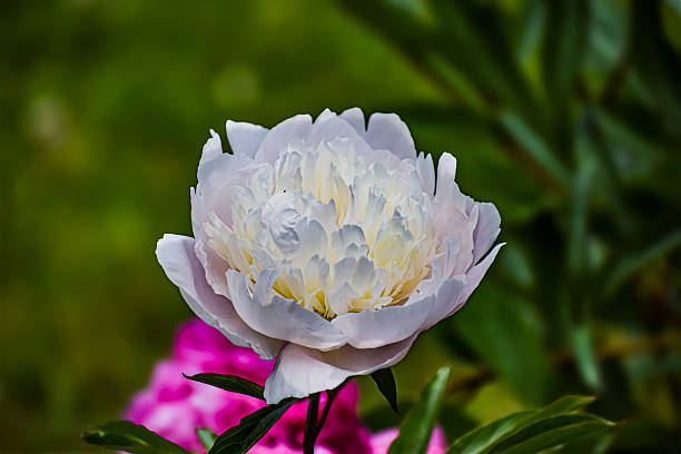 A close-up view of a fully bloomed white peony flower showcasing its intricate layers of petals against a blurred green background with hints of pink blossoms