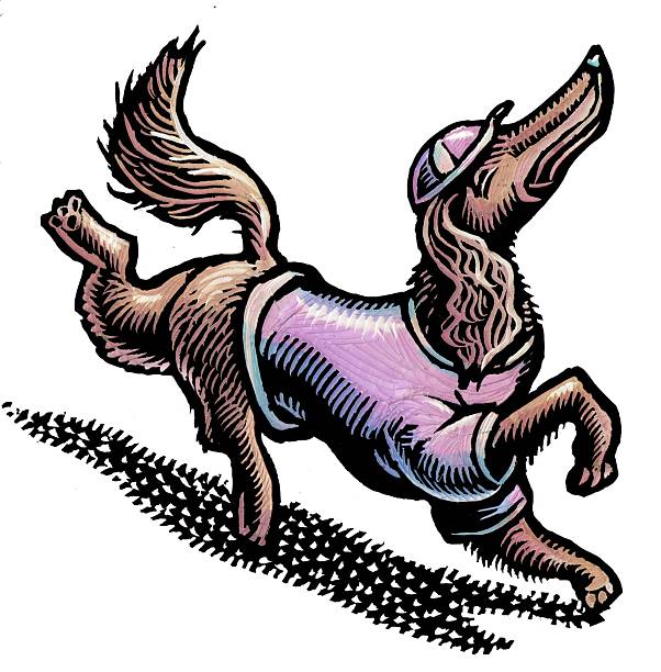 elegant dog with head held high, wearing a sweater and cap
