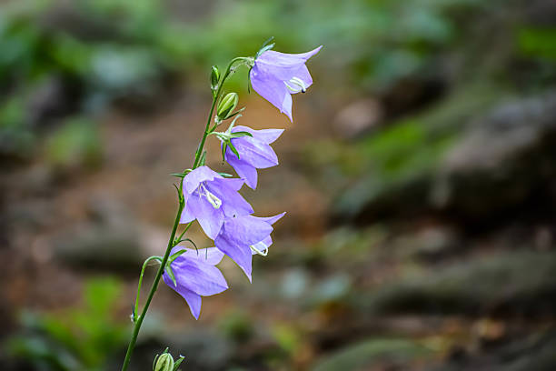 A cluster of vibrant purple bell-shaped flowers with delicate petals and visible stamens are captured in a close-up shot against a blurred green and brown background