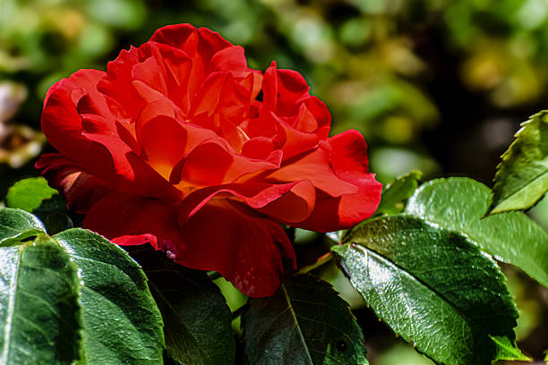 istock Vibrant red rose bloom with delicate petals unfurling in soft sunlight 2254273371
