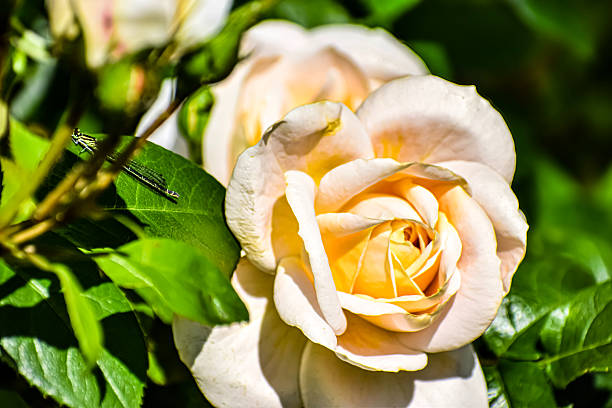 A perfect flower head in a rose garden with soft lighting and copy space.