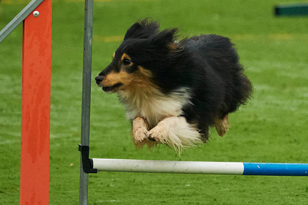 istock Shetland Dog in agility competition. Training on an outdoor course 2254274021