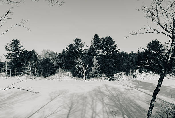 istock Snowy clearing with pines, black and white 2254274645