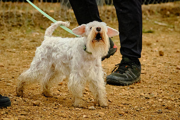 istock Threatening dog on a leash. Small dog 2254274890