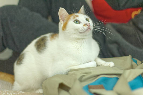 Close-up portrait of a curious white and ginger domestic cat relaxing indoors on a soft surface. Natural light highlights the cat’s green eyes and gentle expression, creating a cozy and warm atmosphere. Ideal for pet, home lifestyle, animal care, and companionship concepts