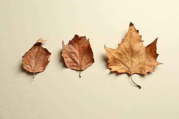 istock Various autumn leaves on color background 2254276144