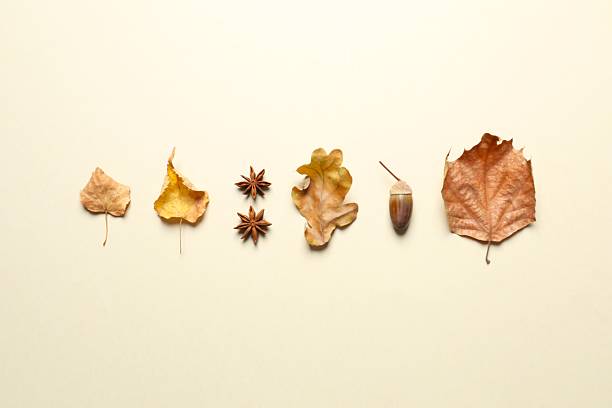 istock Various autumn leaves on color background 2254276260