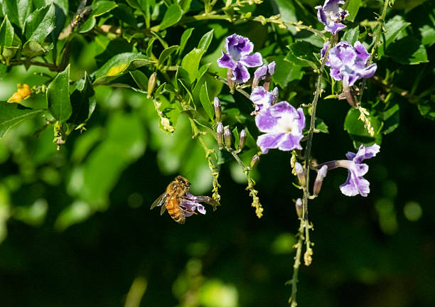 istock A Honey Bee Foraging on Duranta Flowers 2254276272