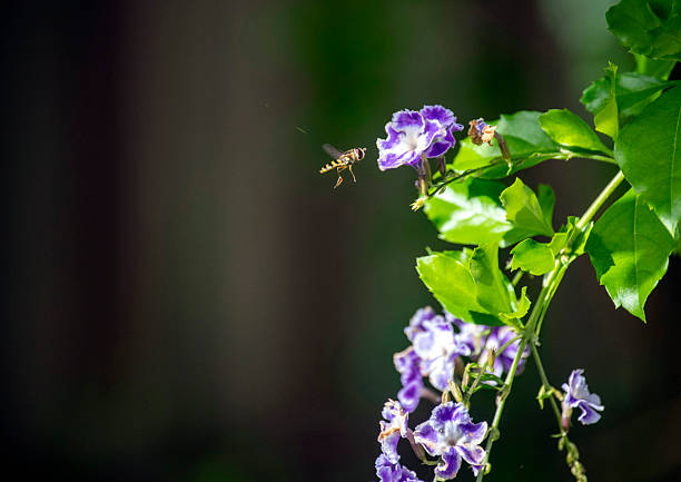 A honeybee visiting the vibrant blossoms of a Duranta erecta in Sydney, NSW, Australia. (Photo by Tara Chand Malhotra)