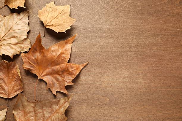 Various autumn leaves on wooden background