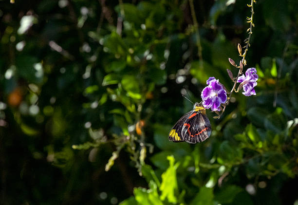 A striking Black Jezebel (Delias nigrina) butterfly delicately perched on a purple Duranta bloom in Sydney, NSW, Australia. (Photo by Tara Chand Malhotra)