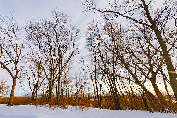 A serene winter morning along the Bow River in Calgary, Alberta, where mist rises from partially frozen waters. The scene captures the quiet resilience of nature in deep winter.