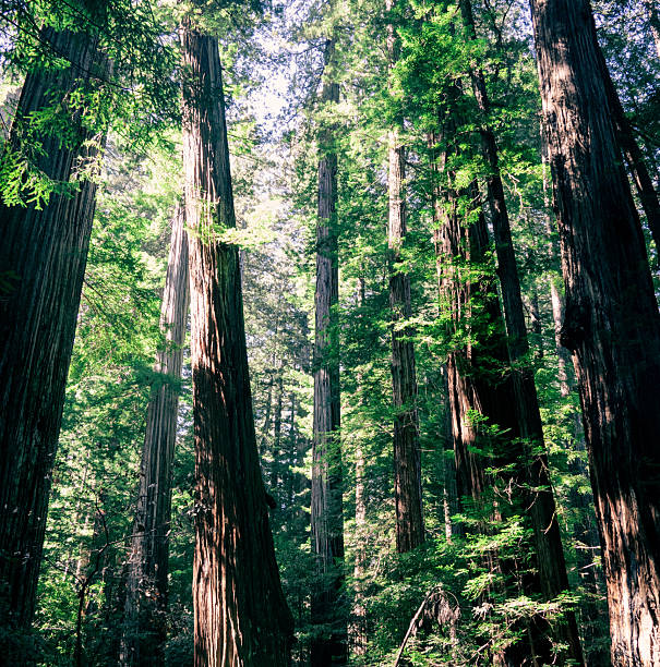 Looking up at tall redwood trees in a lush green forest.