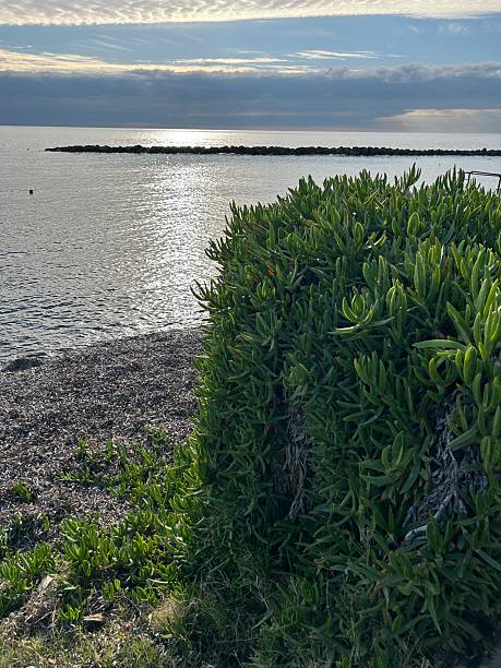 istock a coastline overgrown with succulents 2254278540