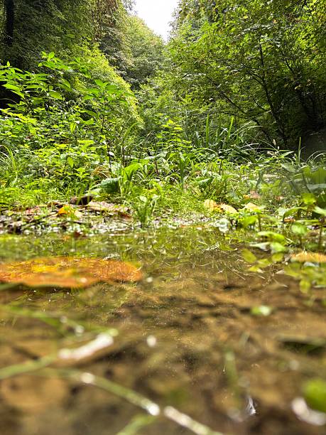 Low Angle View of Calm Water Stream in Green Forest