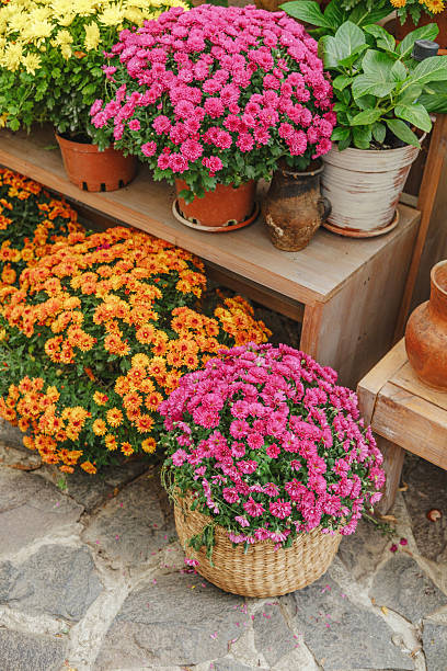 istock Bright potted mums display vivid pink and orange blooms on a rustic outdoor setting. 2254279540