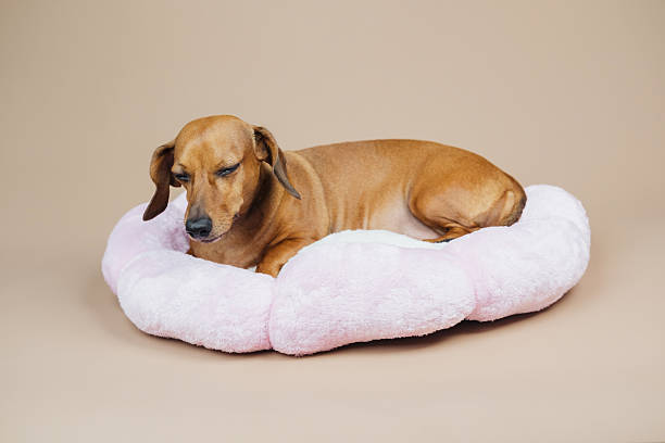 istock Small dog resting in a fluffy pink bed, with a neutral background. 2254279547