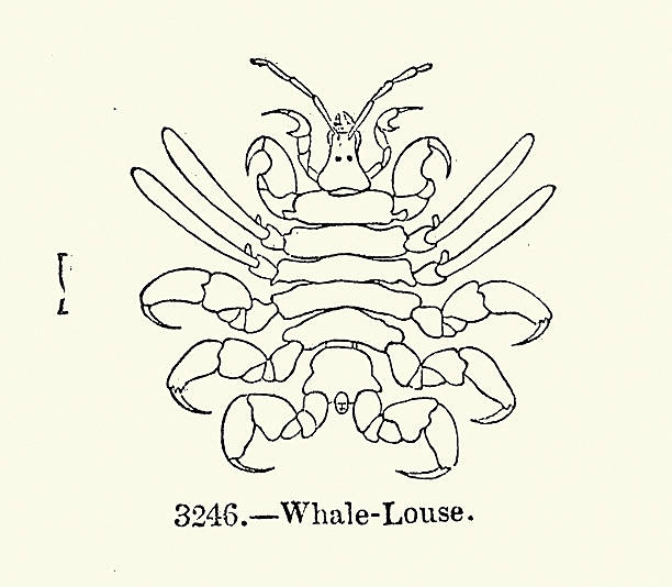 whale louse is a tiny, external crustacean parasite (Cyamidae) that lives its entire life on whales, dolphins, and porpoises, feeding on skin, algae, or dead tissue Vintage illustration