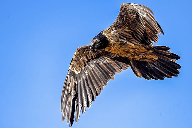 Juvenile Egyptian Vulture flying in clear sky