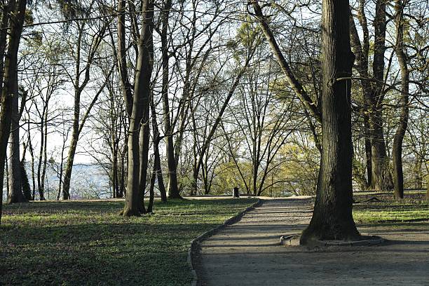 Alley with green trees in park