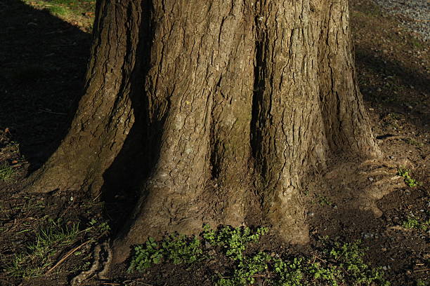 Tree roots in the park, close up