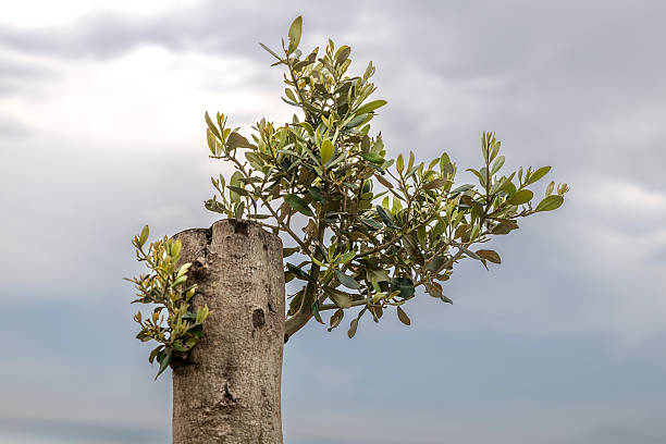 fresh shoot growing from a pruned olive tree