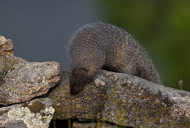 Egyptian mongoose inspecting mossy rocks