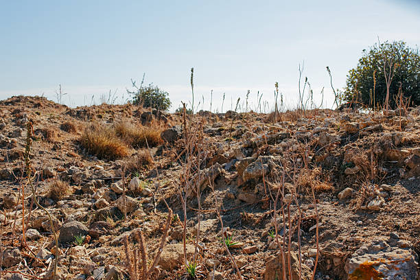 Mediterranean plants adapted to dry climates and water scarcity. The image represents drought-resistant vegetation, sustainable gardening, and natural landscapes typical of southern Europe and warm regions.