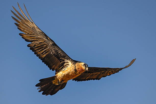 Adult bearded vulture in flight