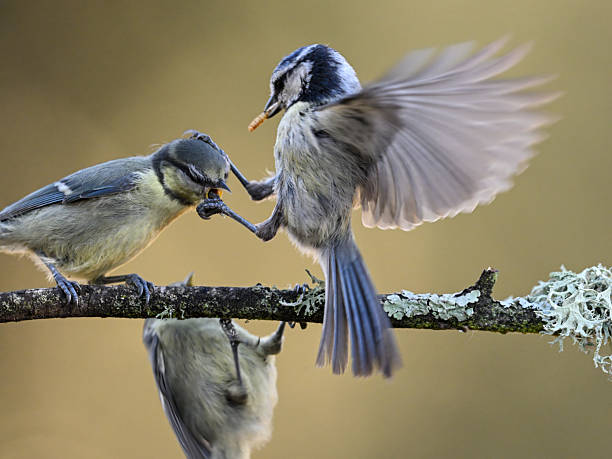 Blue tits competing for parental food