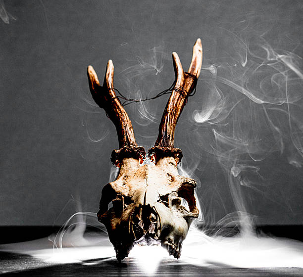 Roe deer skull Capreolus capreolus photographed with smoke effect