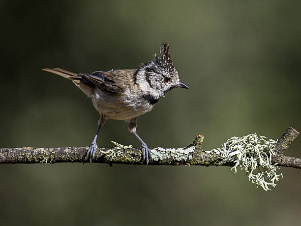 Crested tit on lichen-covered branch