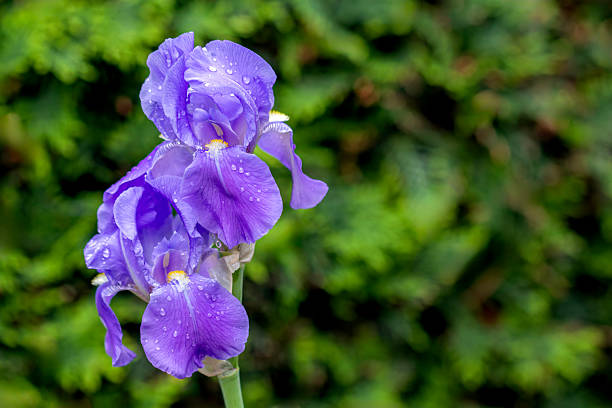Close-up of a pair of bearded irises