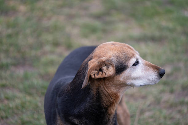 Details of a dog pet in home.