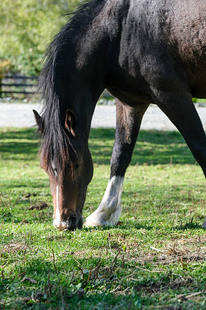 istock bay horse grazing 2254286456