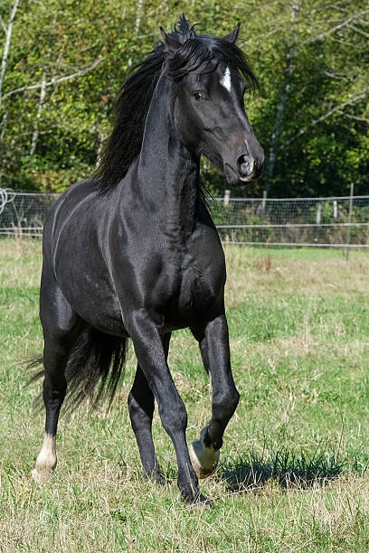 istock black horse cantering to camera 2254286460