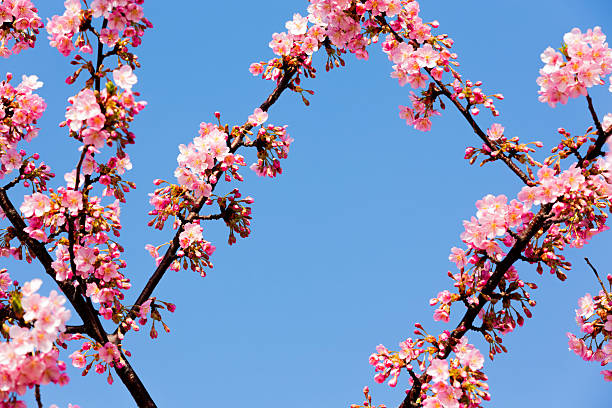 pink cherry blossom on a beautiful day