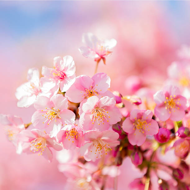 Close Up Of Pink Cherry Blossom